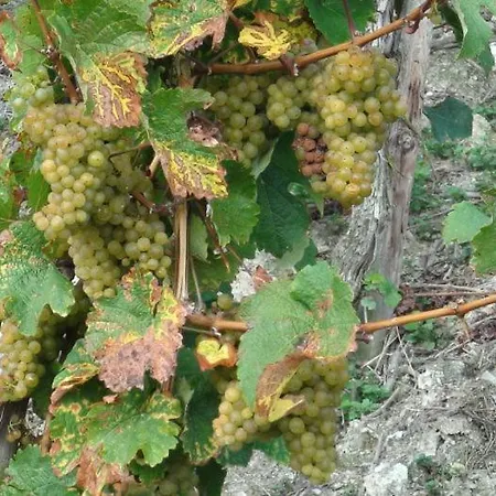 Apartman Moselsteig Kesten