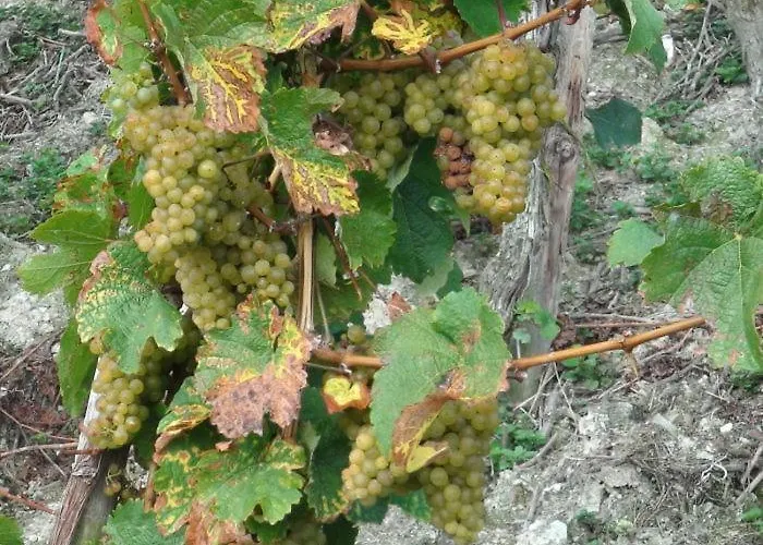 Appartement Moselsteig Kesten